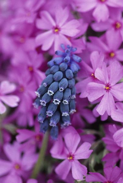 PA, Grape hyacinth and phlox flowers in garden